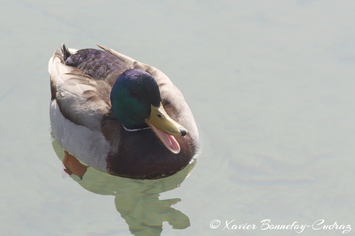 Lac d'Annecy - Canard colvert
Mots-clés: Albigny Annecy-le-Vieux Auvergne-Rhône-Alpes FRA France geo:lat=45.90487305 geo:lon=6.15226164 geotagged Annecy animals oiseau Canard colvert