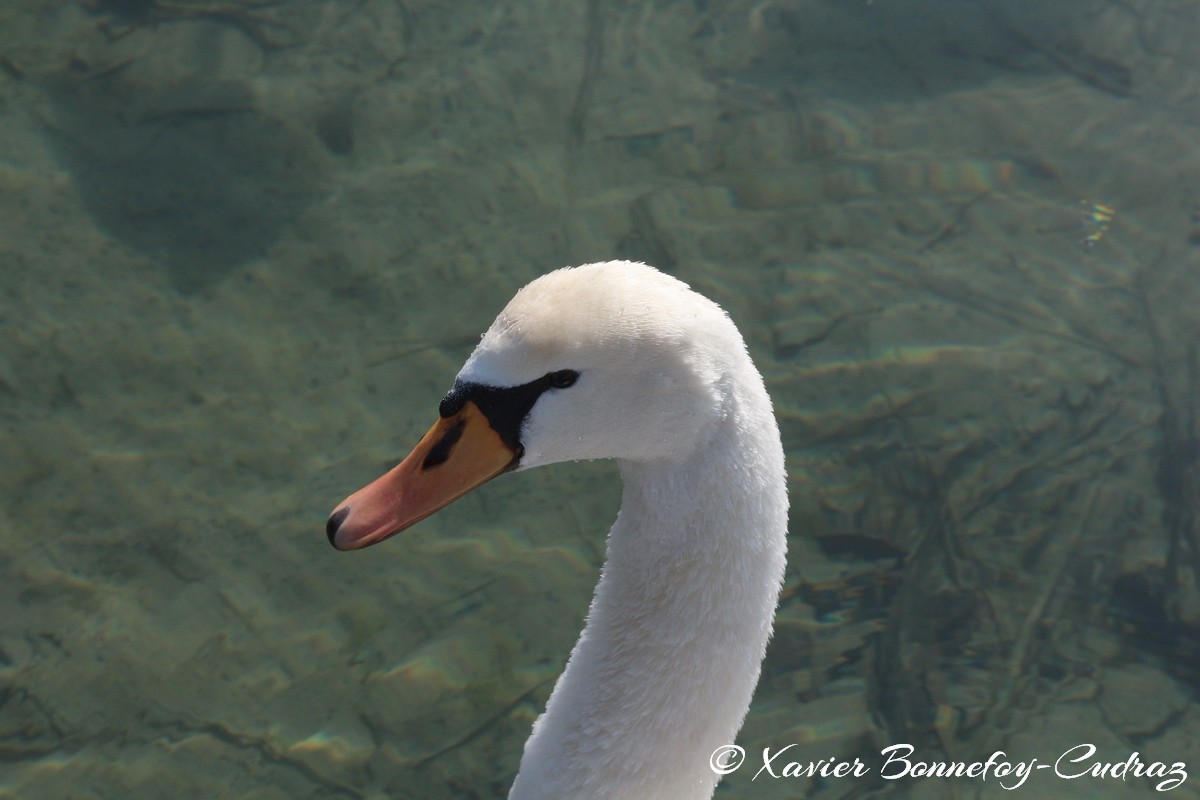 Lac d'Annecy - Cygne
Mots-clés: Albigny Annecy-le-Vieux Auvergne-Rhône-Alpes FRA France geo:lat=45.90487305 geo:lon=6.15226164 geotagged Annecy animals oiseau Cygne