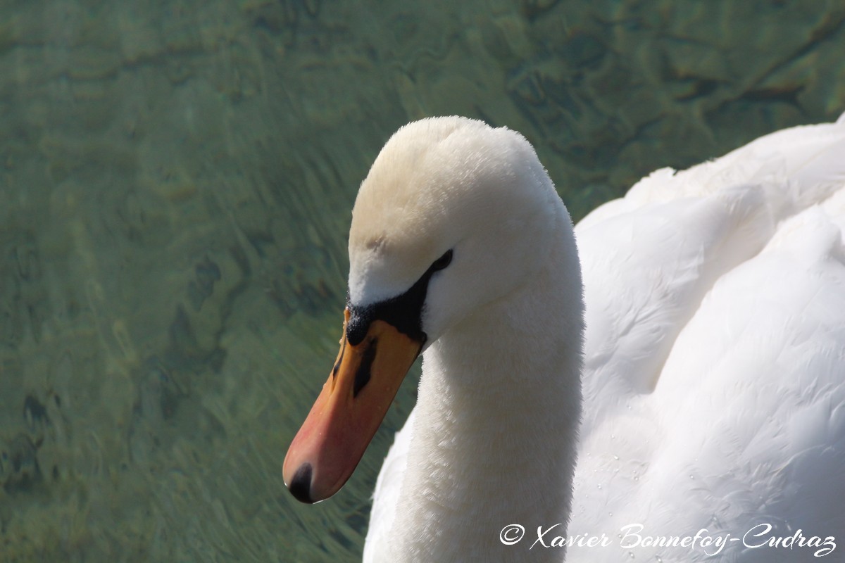 Lac d'Annecy - Cygne
Mots-clés: Albigny Annecy-le-Vieux Auvergne-Rhône-Alpes FRA France geo:lat=45.90487305 geo:lon=6.15226164 geotagged Annecy animals oiseau Cygne