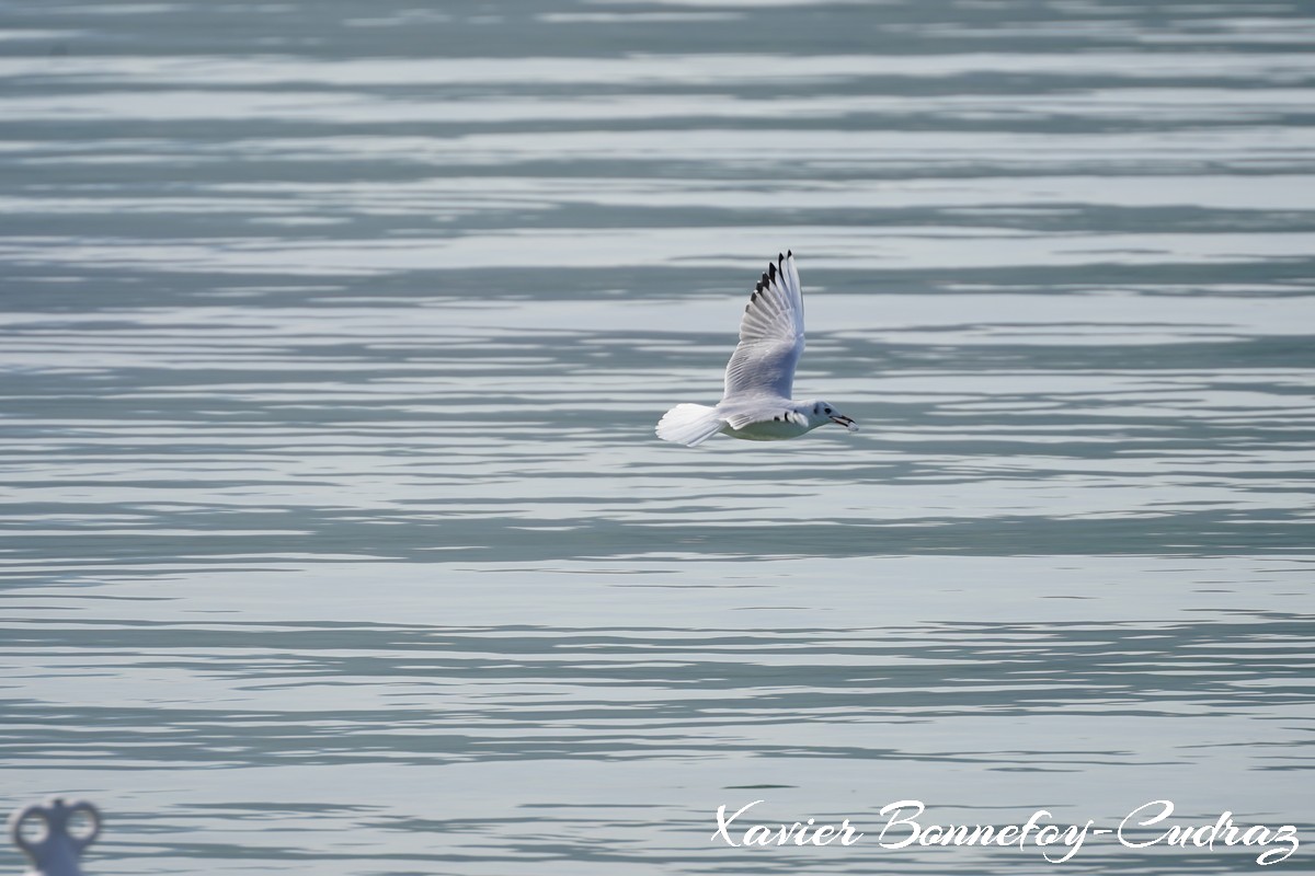 Annecy-le-Vieux - Albigny - Mouette
Mots-clés: Albigny Annecy-le-Vieux Auvergne-Rhône-Alpes FRA France geo:lat=45.90557422 geo:lon=6.15666211 geotagged Lac oiseau Mouette animals