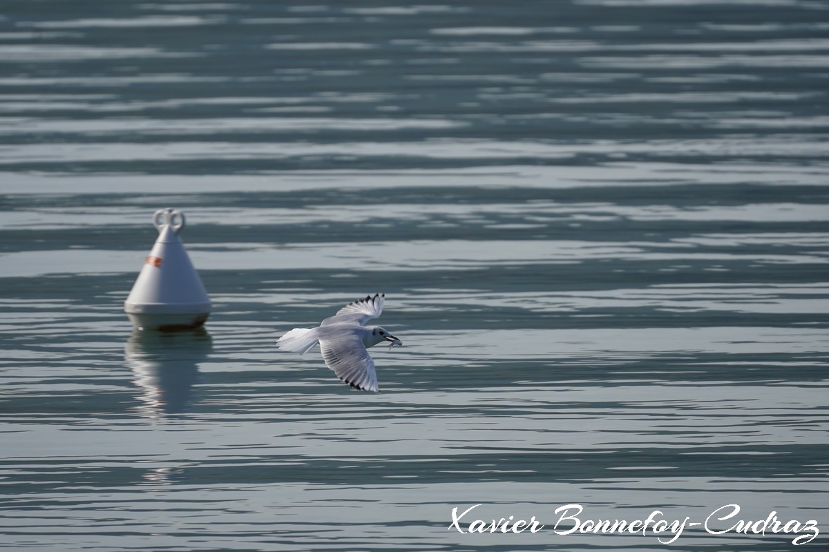 Annecy-le-Vieux - Albigny - Mouette
Mots-clés: Albigny Annecy-le-Vieux Auvergne-Rhône-Alpes FRA France geo:lat=45.90557422 geo:lon=6.15666211 geotagged Lac oiseau Mouette animals