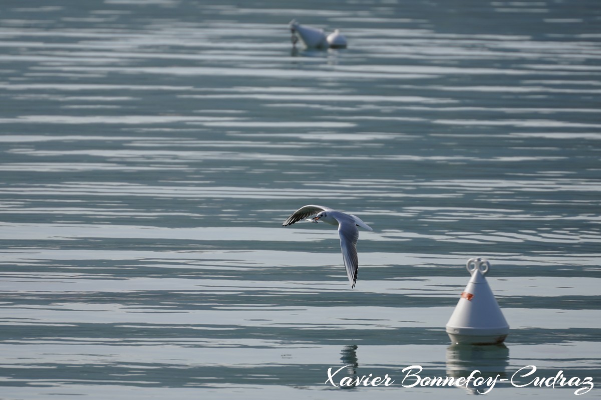 Annecy-le-Vieux - Albigny - Mouette
Mots-clés: Albigny Annecy-le-Vieux Auvergne-Rhône-Alpes FRA France geo:lat=45.90557422 geo:lon=6.15666211 geotagged Lac oiseau Mouette animals