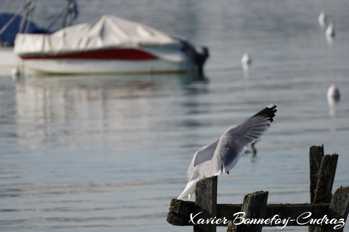 Annecy-le-Vieux - Albigny - Mouette
Mots-clés: Albigny Annecy-le-Vieux Auvergne-Rhône-Alpes FRA France geo:lat=45.90557422 geo:lon=6.15666211 geotagged Lac oiseau Mouette animals