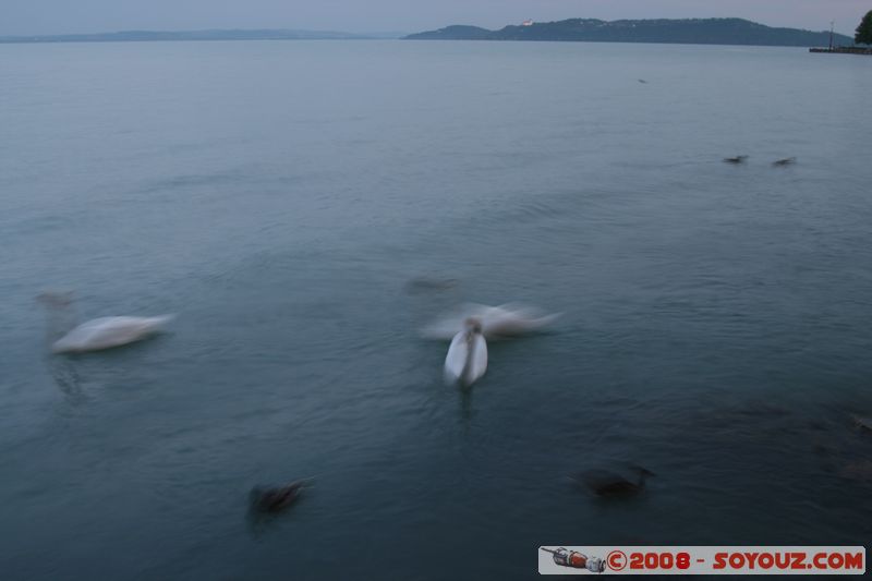 Balatonfured - Tagore setany utca
Mots-clés: Nuit oiseau Cygne canard Lac