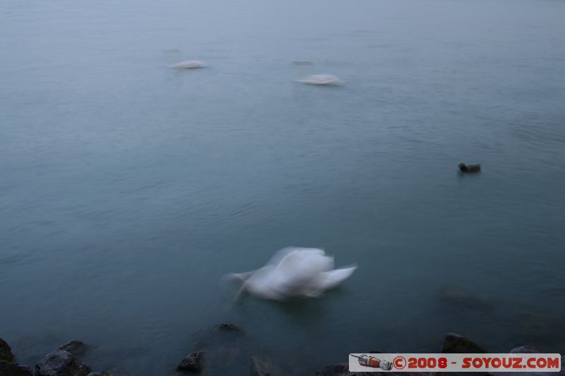 Balatonfured - Tagore setany utca
Mots-clés: Nuit oiseau Cygne canard Lac