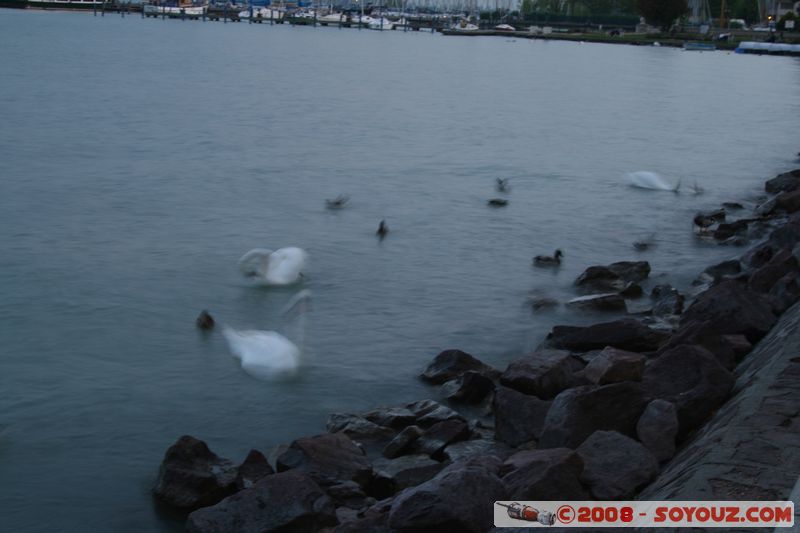 Balatonfured - Tagore setany utca
Mots-clés: Nuit oiseau Cygne canard Lac