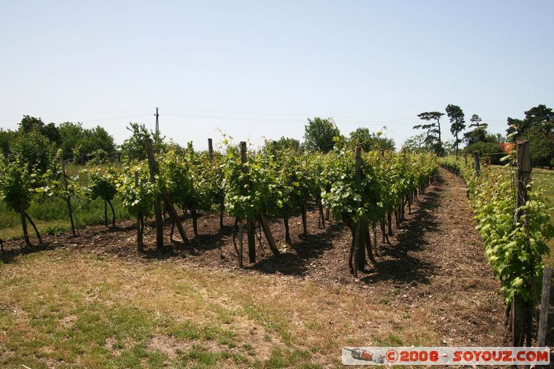 Tihany - vinyard
