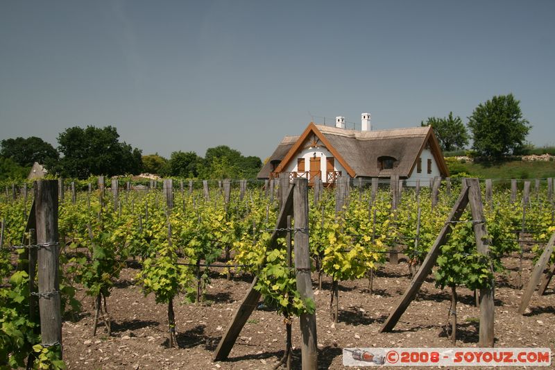 Tihany - vinyard
Mots-clés: vignes