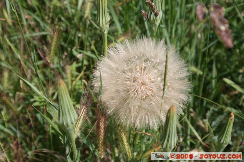 Tihany
Mots-clés: plante