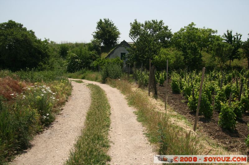 Tihany - vinyard
Mots-clés: vignes