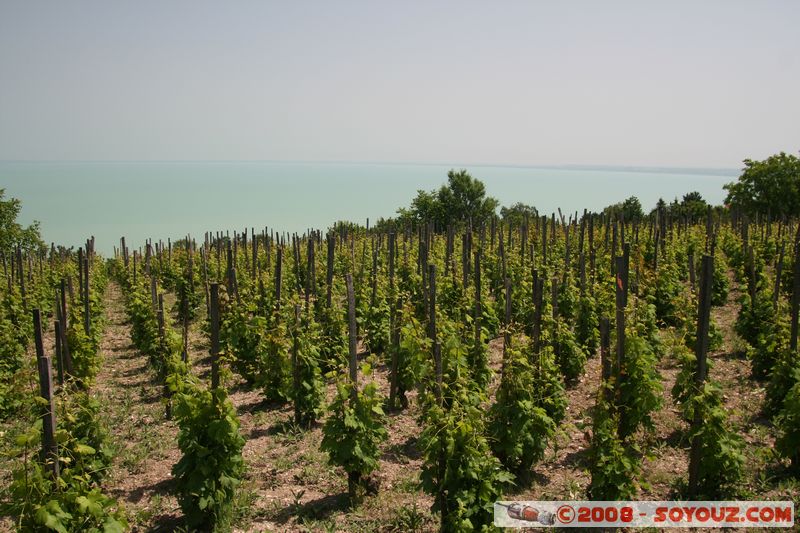 Tihany - vinyard
Mots-clés: vignes