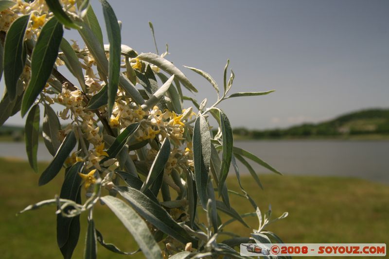 Tihany - Belso-to lake
Mots-clés: Lac plante