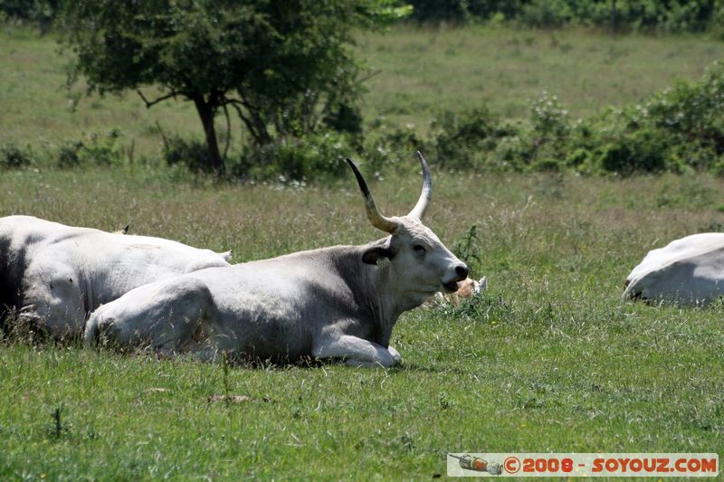 Tihany - cows
