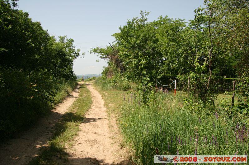 Tihany - vinyard
Mots-clés: vignes