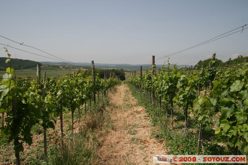 Tihany - vinyard
Mots-clés: vignes