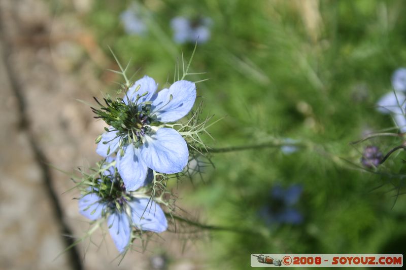 Tihany - Flowers
Mots-clés: fleur