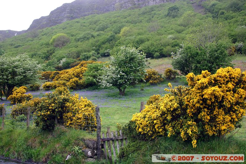 Glenariff
