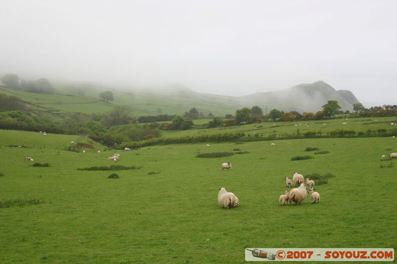 Moutons
Mots-clés: animals Mouton