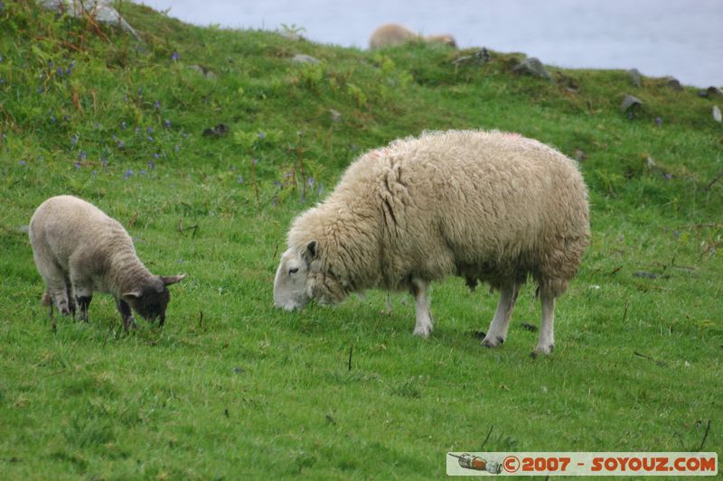 Moutons
Mots-clés: animals Mouton