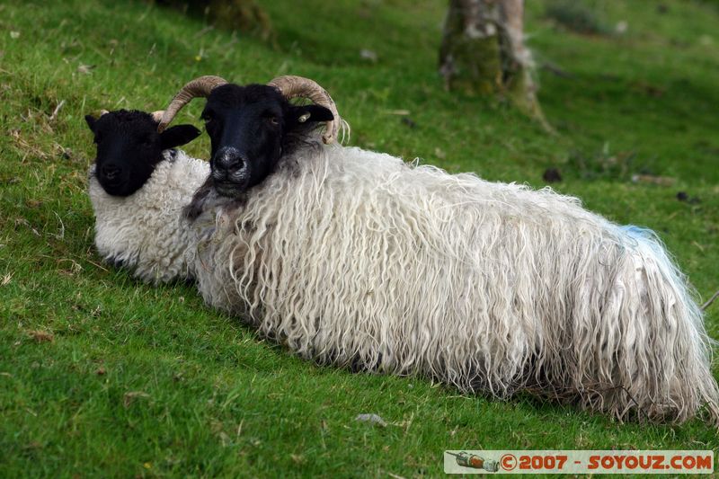 Moutons
Mots-clés: animals Mouton