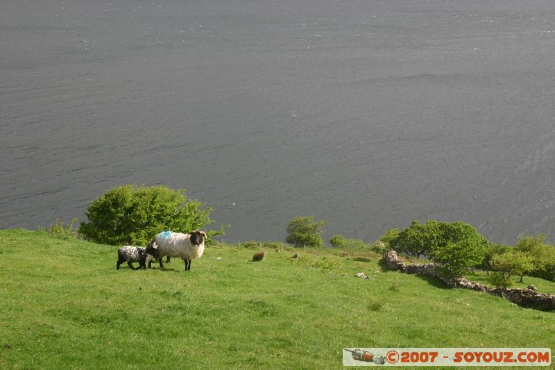 Moutons
Mots-clés: animals Mouton