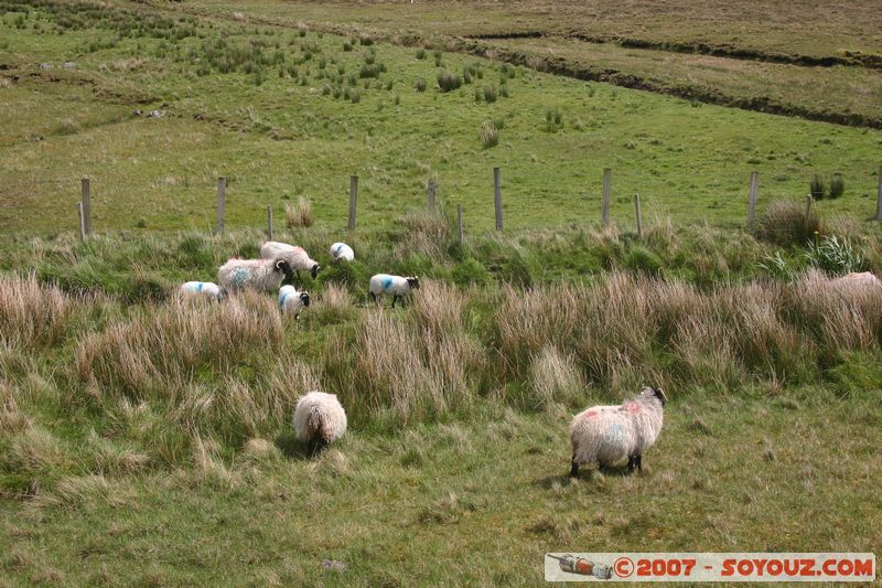 Moutons
Mots-clés: animals Mouton