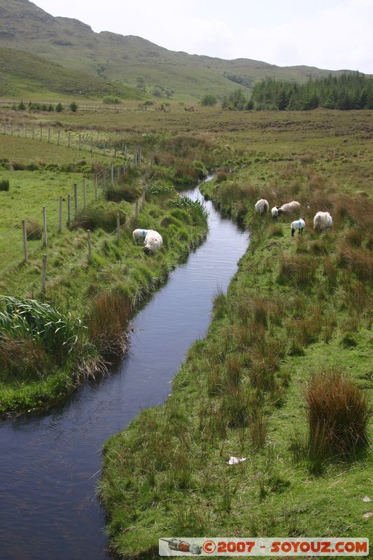 Moutons
Mots-clés: animals Mouton