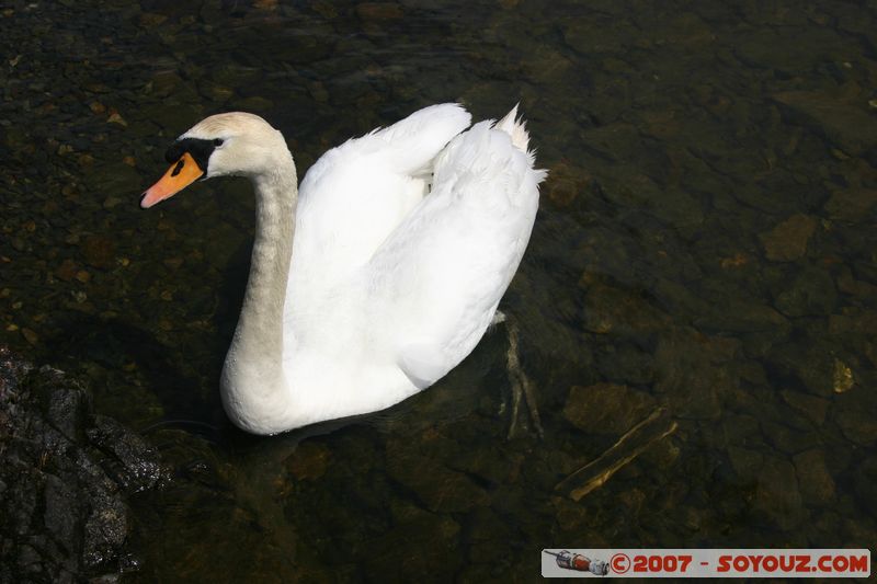 Cygne
Mots-clés: animals Cygne