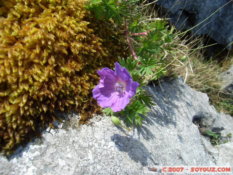 The Burren
Mots-clés: fleur