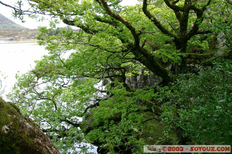 Killarney National Park - Lough Leane
