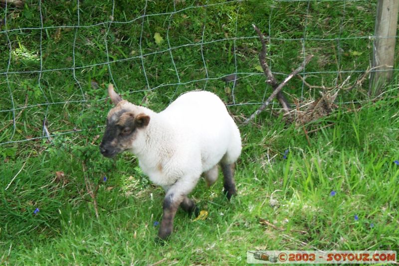 Ring of Kerry - mouton
