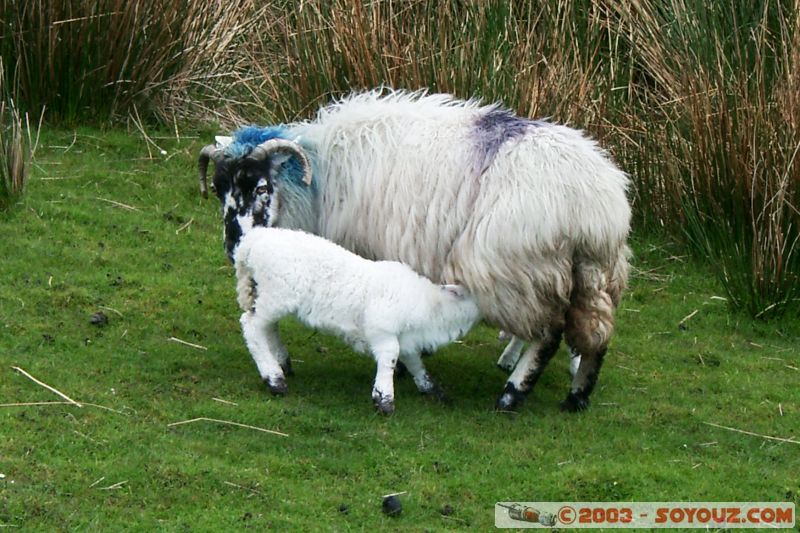 Ring of Kerry - mouton
