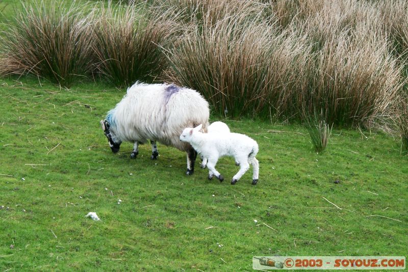 Ring of Kerry - mouton
