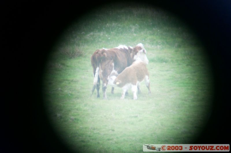 Cliffs of Moher - Vaches
