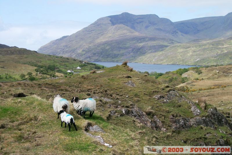 Connemara
