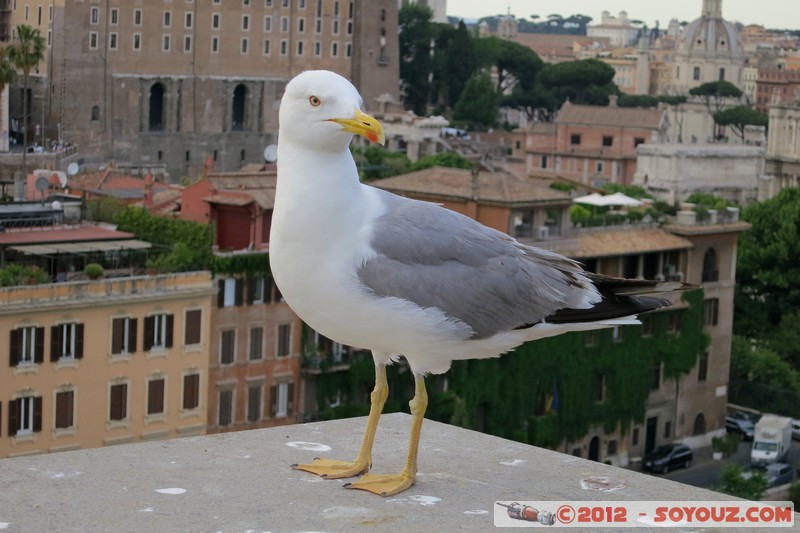 Roma - Colle Palatino - Gabbiano
Mots-clés: Campitelli geo:lat=41.88987953 geo:lon=12.48503119 geotagged ITA Italie Lazio Roma Colle Palatino animals oiseau Mouette