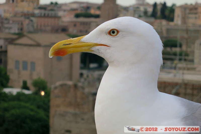 Roma - Colle Palatino - Gabbiano
Mots-clés: Campitelli geo:lat=41.88995763 geo:lon=12.48493597 geotagged ITA Italie Lazio Roma Colle Palatino animals oiseau Mouette