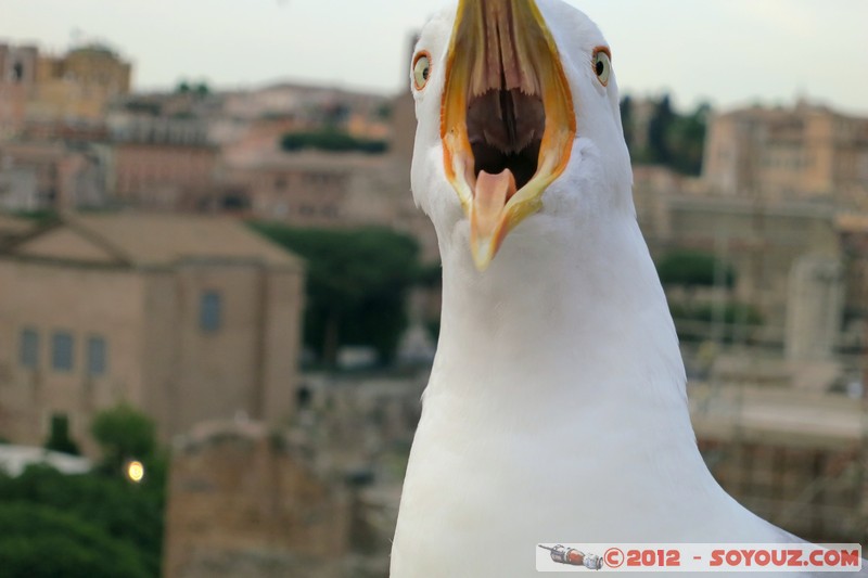 Roma - Colle Palatino - Gabbiano
Mots-clés: Campitelli geo:lat=41.88996514 geo:lon=12.48492681 geotagged ITA Italie Lazio Roma Colle Palatino animals oiseau Mouette Insolite