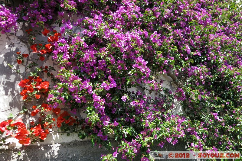 Capri - via de l'Arco Naturale
Mots-clés: Campania Capri geo:lat=40.55150848 geo:lon=14.24581601 geotagged ITA Italie fleur