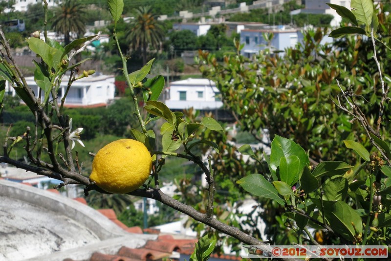 Capri - Limone
Mots-clés: Campania geo:lat=40.55328517 geo:lon=14.23728233 geotagged ITA Italie Marina Grande Marina Grande Di Capri fruit