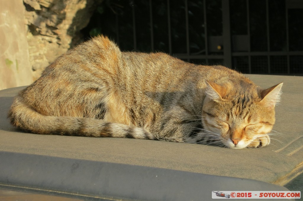 Roma - gatto addormentato
Mots-clés: geo:lat=41.88920550 geo:lon=12.48285500 geotagged ITA Italie Lazio Roma Sant&#039; Angelo chat