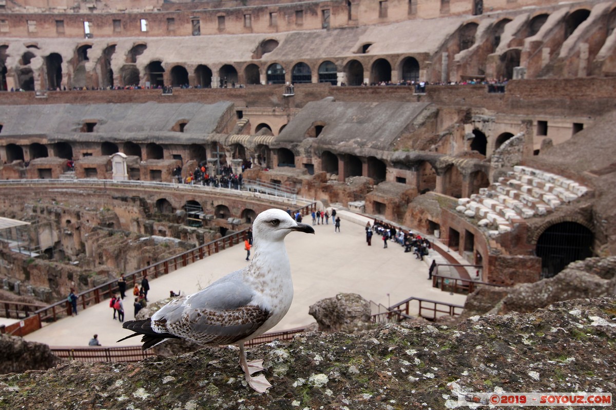 Roma - Colosseo
Mots-clés: Campitelli Colle Della Valentina geo:lat=41.88989611 geo:lon=12.49279000 geotagged ITA Italie Lazio patrimoine unesco Ruines Romain Colosseo