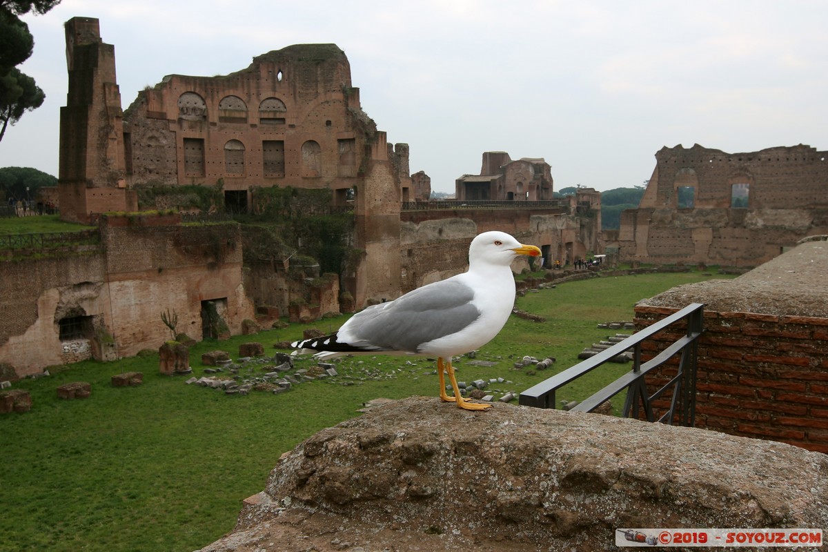 Roma - Foro Romano - Stadio Palatino
Mots-clés: Campitelli Decima geo:lat=41.88813635 geo:lon=12.48768171 geotagged ITA Italie Lazio patrimoine unesco Ruines Romain Foro Romano Stadio Palatino