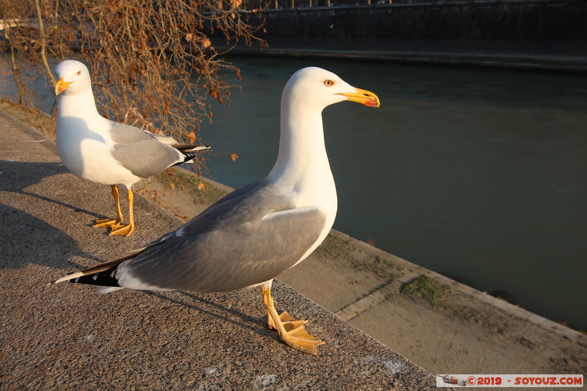 Roma - Lungotevere Vaticano - Gabbiano
Mots-clés: Decima geo:lat=41.90254905 geo:lon=12.46751386 geotagged ITA Italie Lazio Ponte Lungotevere Vaticano animals oiseau Mouette