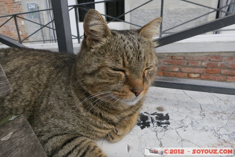 Venezia - Gatto
Mots-clés: Dorsoduro geo:lat=45.43140096 geo:lon=12.31918080 geotagged ITA Italie SestiÃ¨re di Dorsoduro Veneto patrimoine unesco animals chat