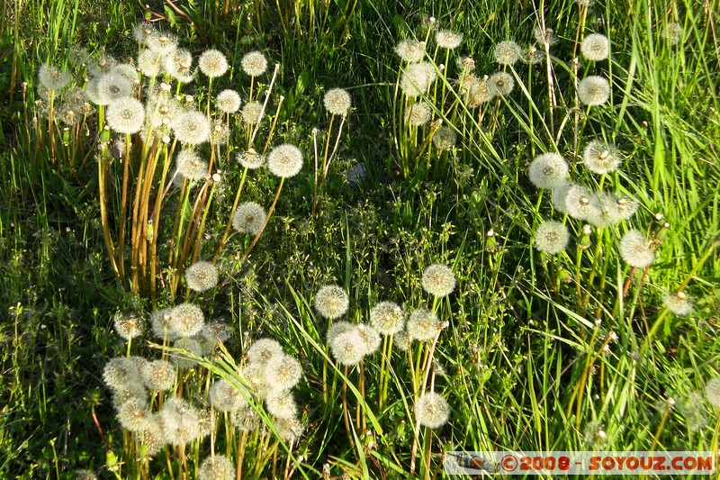 Le long du lac Ohrid
Mots-clés: patrimoine unesco fleur