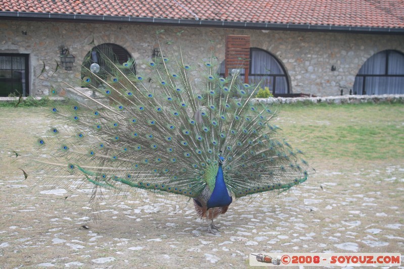 The monastery of Sveti Naum - Paon
Mots-clés: animals oiseau paon