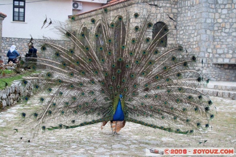 The monastery of Sveti Naum - Paon
Mots-clés: animals oiseau paon