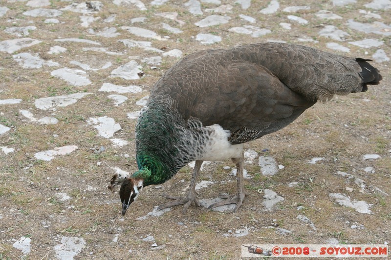 The monastery of Sveti Naum - Paon
Mots-clés: animals oiseau paon