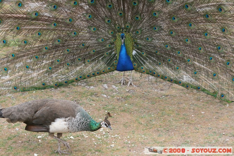 The monastery of Sveti Naum - Paon
Mots-clés: animals oiseau paon